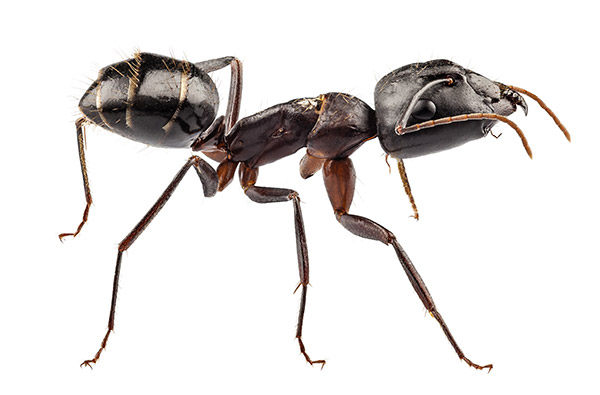 La fourmi charpentière, telle qu’un exterminateur peut la rencontrer dans une maison de particuliers.
