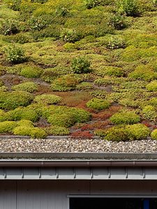 Un toit blanc ou vert est une idée géniale pour l’environnement grâce à une toiture pleine de vie.