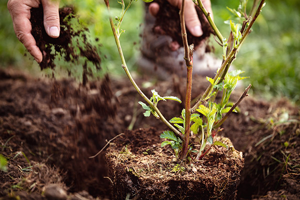 services-horticulteurs-paysagistes-entretien-jardins-vegetaux