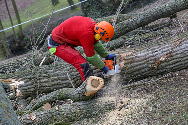 chose-savoir-avant-abattre-arbre-lois.