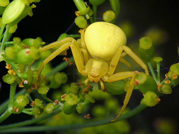 1-araignee-crabe-du-quebec