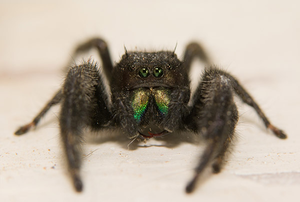 2-Phidippus-johnsoni-une-araignee-sauteuse-du-quebec