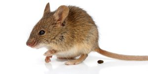 comment-reagir-quand-vous-trouvez-excrements-souris