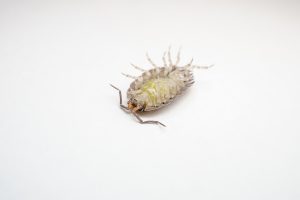 exterminateur-cloporte
