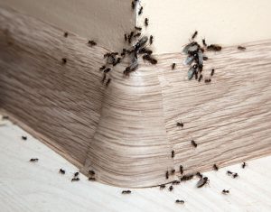 fourmis-charpentieres-maison