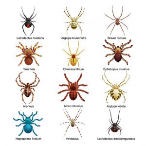 identification-types-araignees