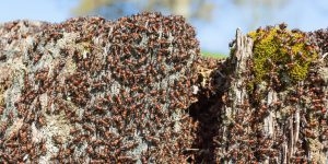 il-faut-combattre-les-fourmis-en-sattaquant-a-leur-nid