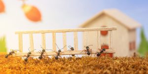 les-fourmis-envahissent-votre-maison-quoi-faire-