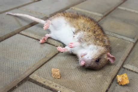 Taxidermie souris avec POISON arsenic, tasse de thé, bibelots