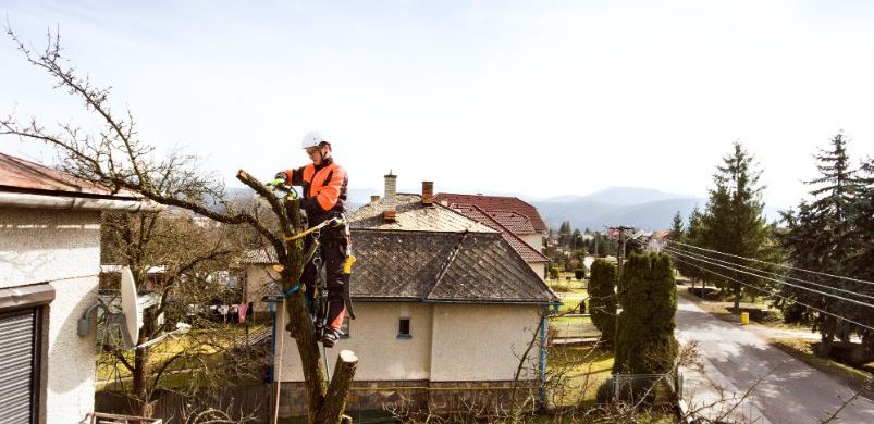 abattage arbre mort dangereux