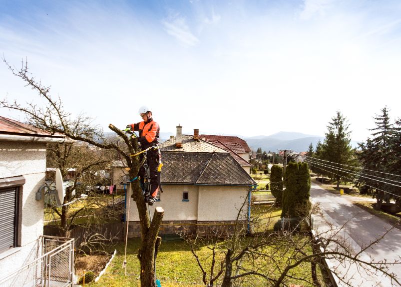 abattage arbre mort dangereux