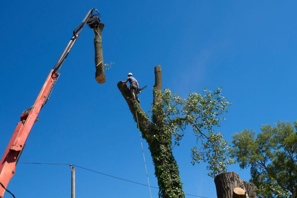 grue arbre emplacement restreint