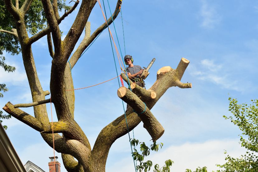 système cordage abattage arbre