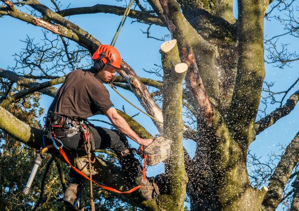 abattre couper arbre