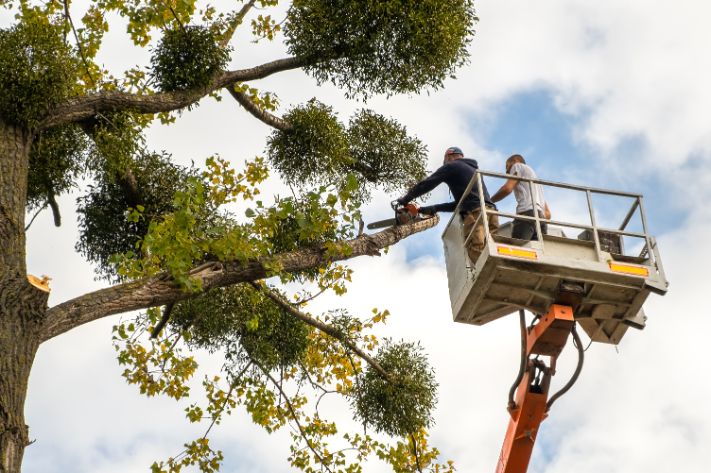 arbuste arbre couper